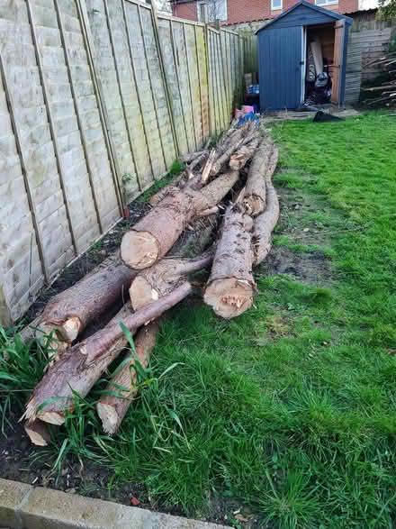 Photo of free Conifer tree trunks (Trowbridge BA14) #1