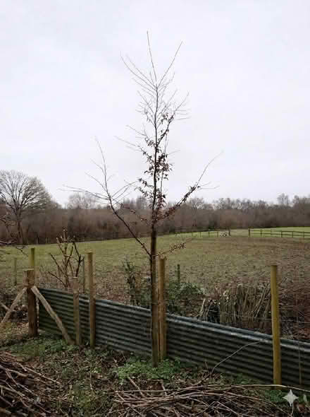 Photo of free Tall young Hornbeam tree 12-15 foot (North Chailey BN8) #1
