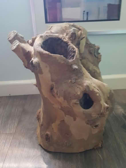 Photo of free Tree Stump (BA1) #3