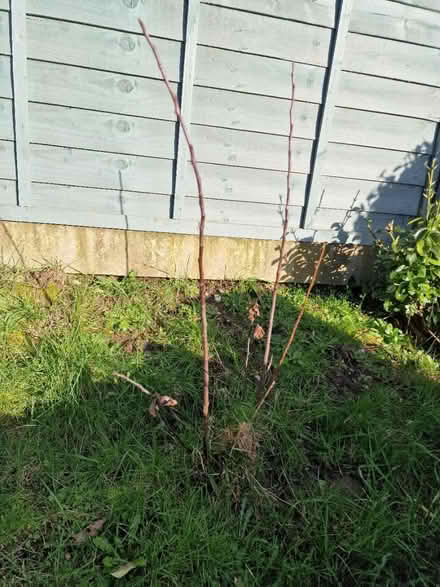 Photo of free Two young apple trees (Farlington PO9) #1