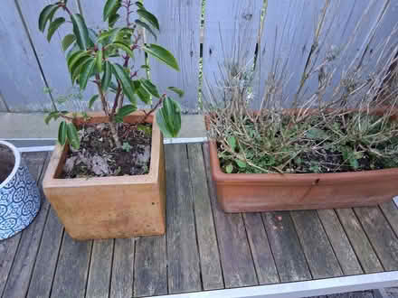 Photo of free 4 Ceramic plant pots (BT8) #3