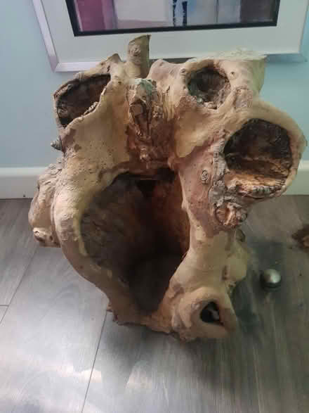 Photo of free Tree Stump (BA1) #1