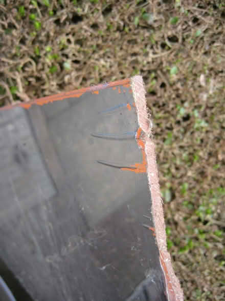 Photo of free Plastic sheets (Ruddington NG11) #3