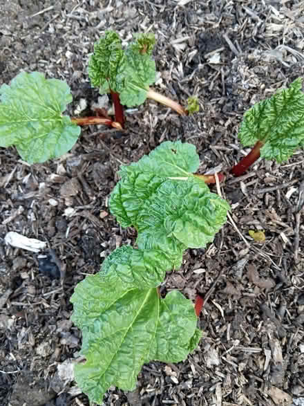 Photo of free Rhubarb crown - SL1 (Burnham) #1
