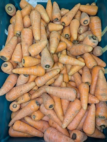 Photo of free 4 crates of carrots and cabbage (E14 Isle of Dogs) #1