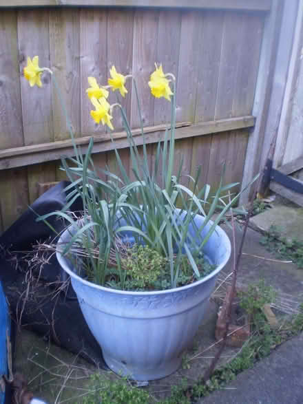 Photo of free Large Plastic Planter (Oxton CH43) #1