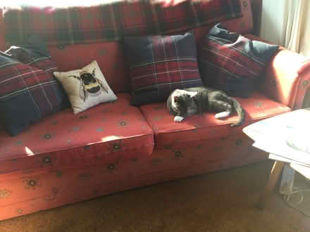 Photo of free Sofa Bed (Forest Row RH18) #1