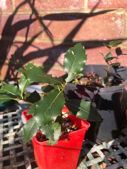 Photo of free Tree seedlings (South Malling BN7) #1