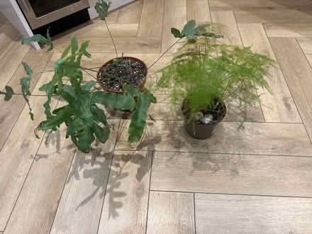Photo of free 2 indoor fern plants (Alderley Edge SK9) #1