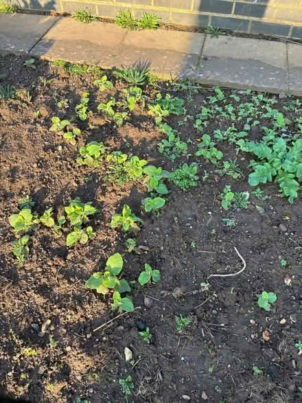 Photo of free Small Foxglove plants (Downend BS16) #1