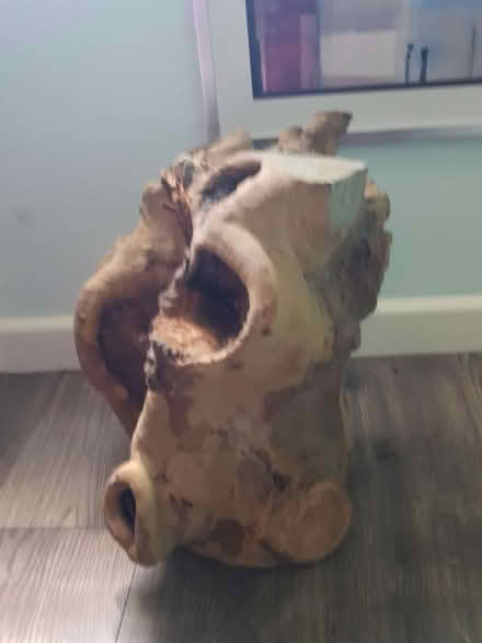 Photo of free Tree Stump (BA1) #4