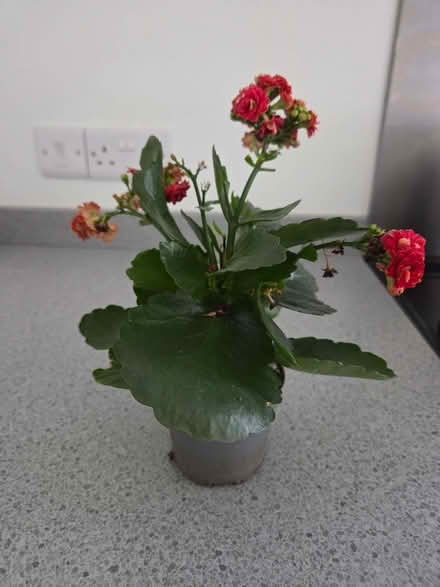 Photo of free Indoor Plant (Duffield DE56) #1