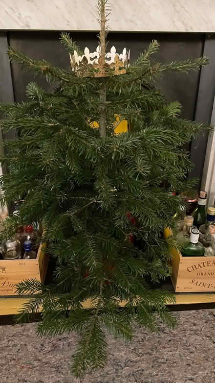 Photo of free Living (potted) Christmas tree (Highbury New Park N5) #2