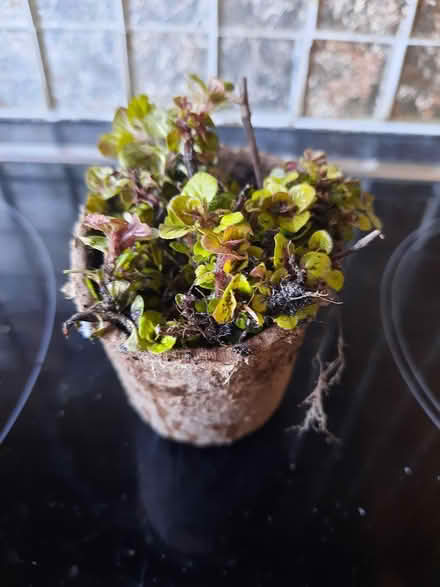 Photo of free Little pot Golden Marjoram herb (Morden SM4) #3