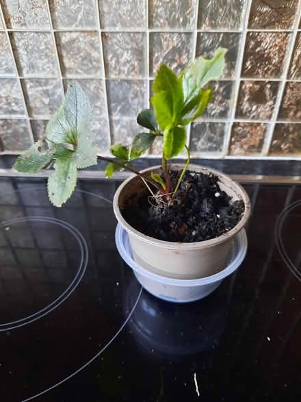 Photo of free Hellebore Small Plant (Morden SM4) #4