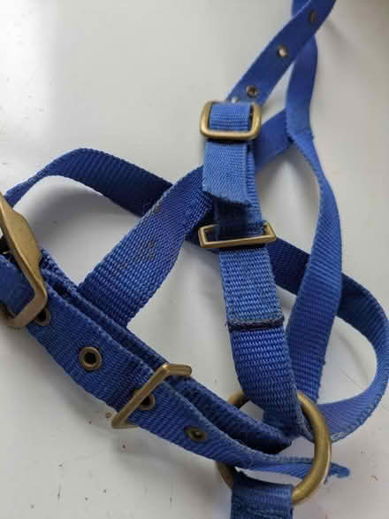 Photo of free Blue Foal Halter by Cottage Craft (Coombe Bissett SP5) #1