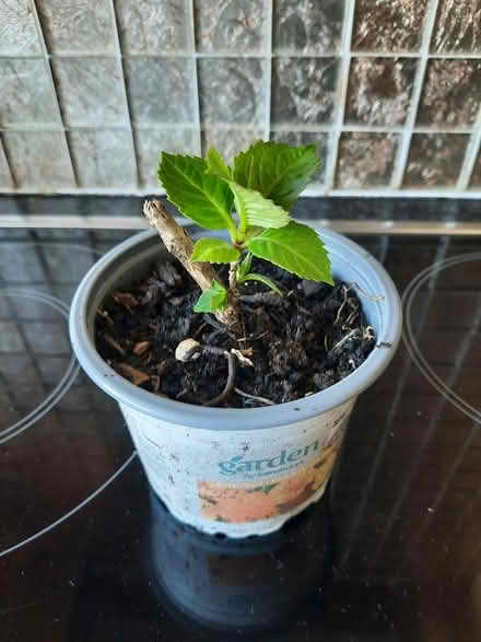 Photo of free White Lacecap Hydrangea (Morden SM4) #2