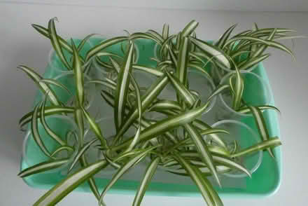 Photo of free Spider plants (Gungahlin ACT) #3