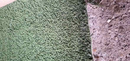 Photo of free Green low pile carpet (little billing NN3 9) #2