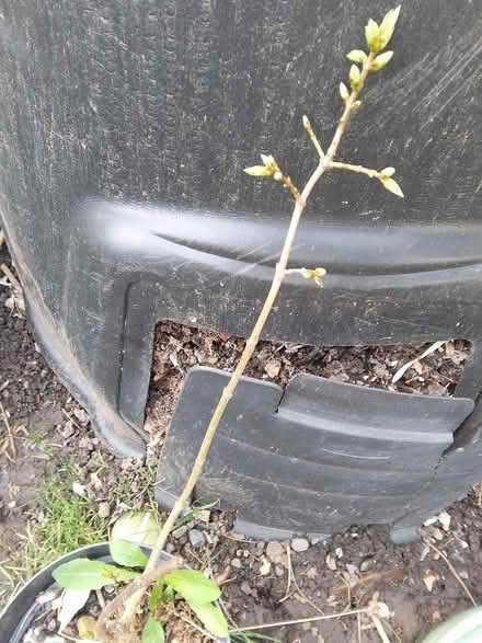 Photo of free Small lilac sapling (Killamarsh S21) #1