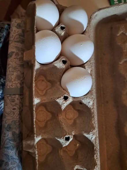 Photo of free 5 Trader Joe's Free Range Eggs (Brightwood-Takoma) #1