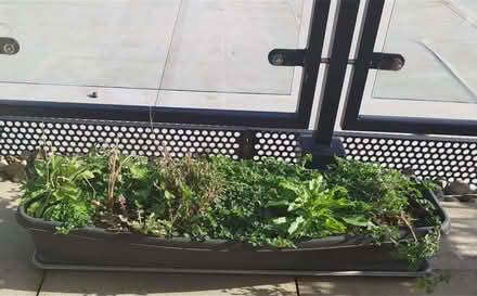 Photo of free Long Black garden trough with tray x 3 (Crystal Palace SE19) #1