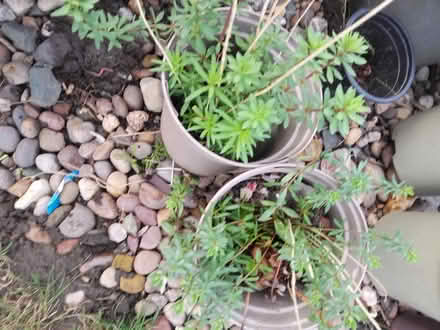 Photo of free 2 x perennial plants (Killamarsh S21) #1