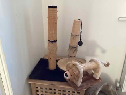 Photo of free 3 cat scratching posts (Cheltenham) #1
