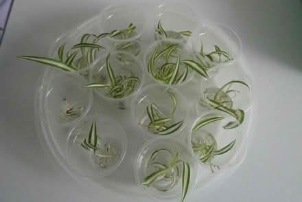 Photo of free Spider plants (Gungahlin ACT) #1