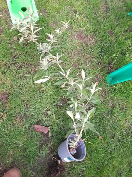 Photo of free Budlia needs to go into the ground (Killamarsh S21) #1