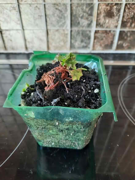 Photo of free Geranium Cantabrigiense Biokovo (Morden SM4) #2