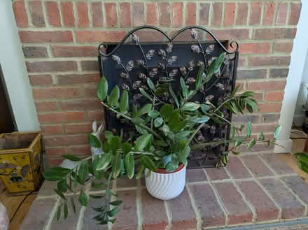 Photo of free House plant (Lindfield RH16) #1