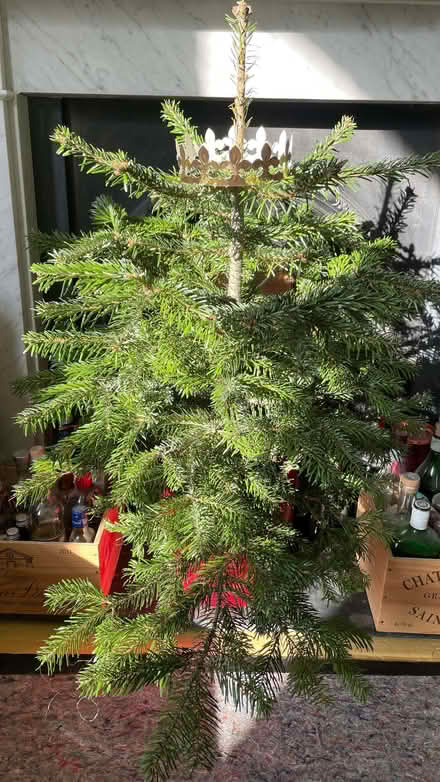 Photo of free Living (potted) Christmas tree (Highbury New Park N5) #1