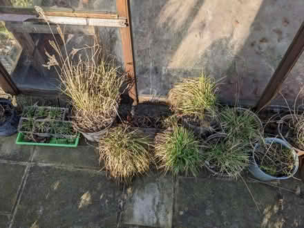 Photo of free Ornamental grasses (Backworth, NE27) #1