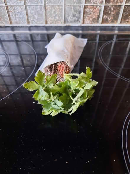 Photo of free 2 Hardy Geranium macrorrhizum roots (Morden SM4) #3