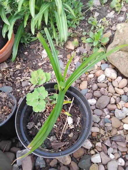 Photo of free Grassy perennial/ Aqualegia (Killamarsh S21) #1