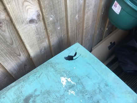 Photo of free Garden box (Wallsend NE28) #3