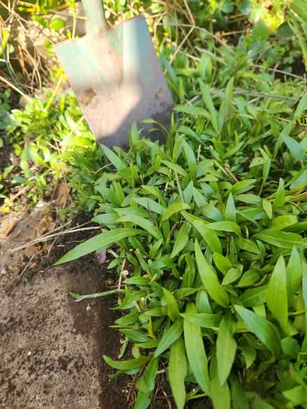 Photo of free Michaelmas daisy plants (Putnoe MK41) #1