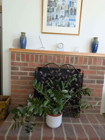 Photo of free House plant (Lindfield RH16) #2