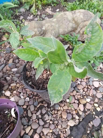 Photo of free Budlia (Killamarsh S21) #1