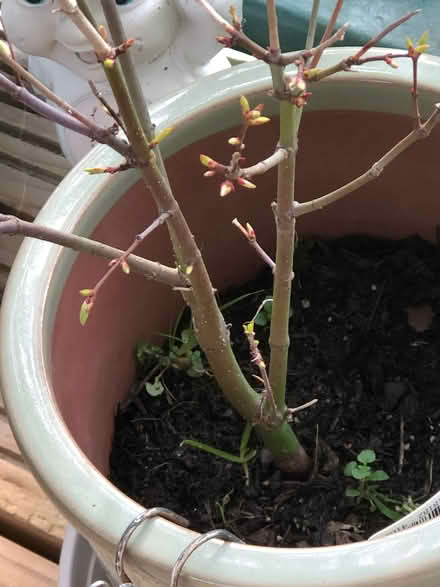 Photo of bit of ericaceous (gu12) #1