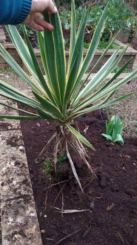 Photo of free Garden plant (Wells Road) #1