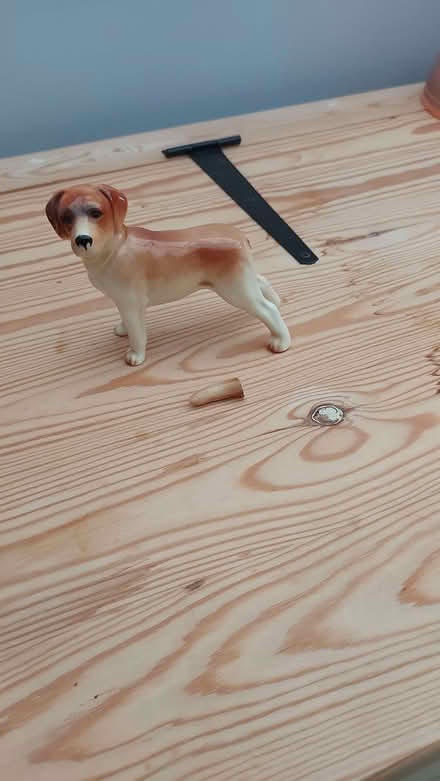 Photo of free Labrador with a broken tail (Neithrop OX16) #1