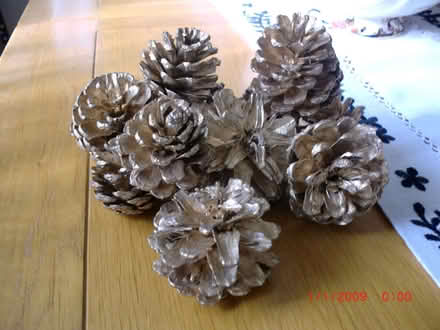 Photo of free Golden Pine Cones (Bilton HG1) #2