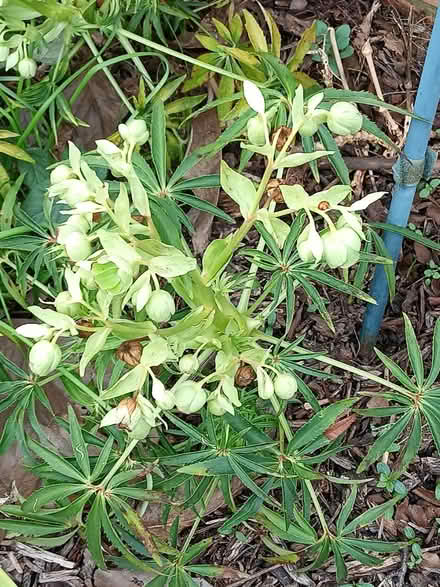 Photo of free Helibore seedlings (Burnham) #1