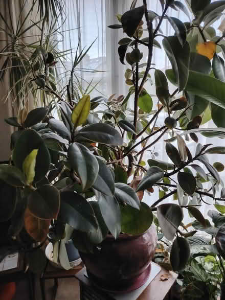 Photo of free Huge rubber plant (has scale) (Bowerham LA1) #3