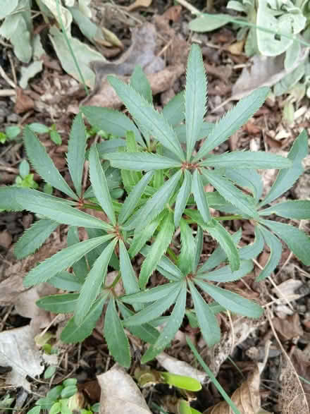 Photo of free Helibore seedlings (Burnham) #2