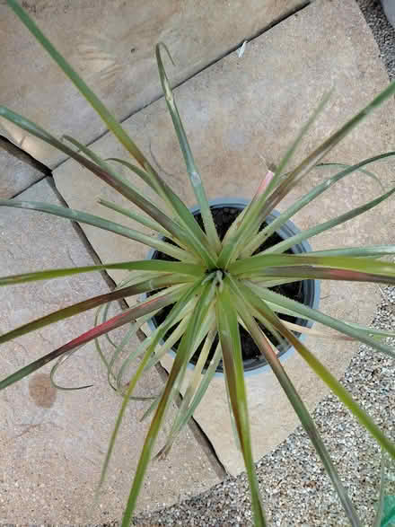 Photo of free Garden plant (New Ferry CH62) #2