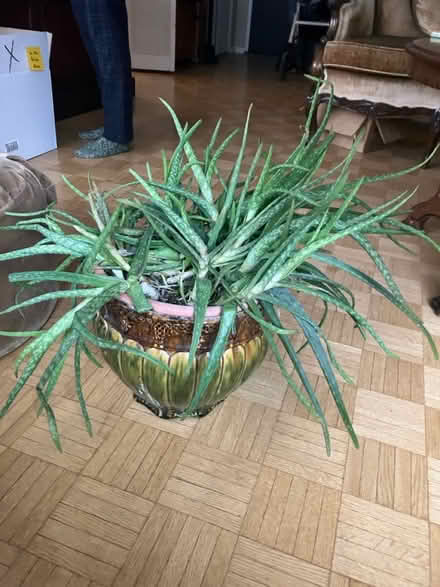 Photo of free Mature Aloe Vera (Yonge and St. Clair) #1