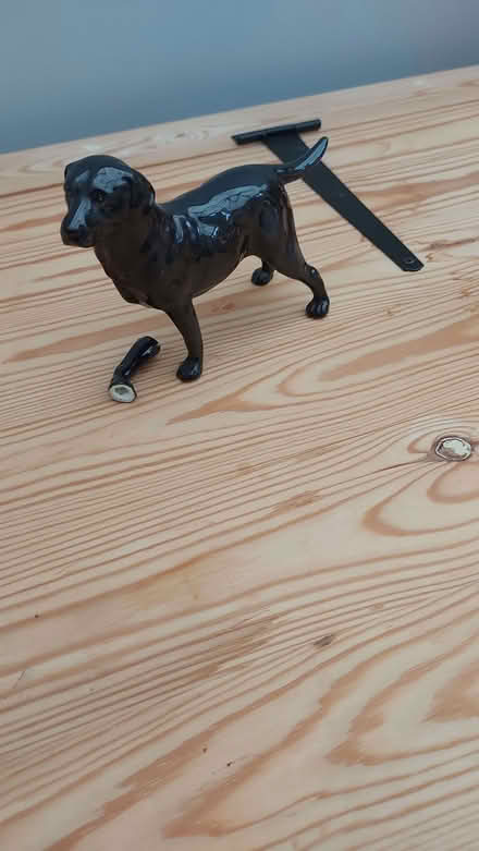 Photo of free Black labrador with broken leg (Neithrop OX16) #1